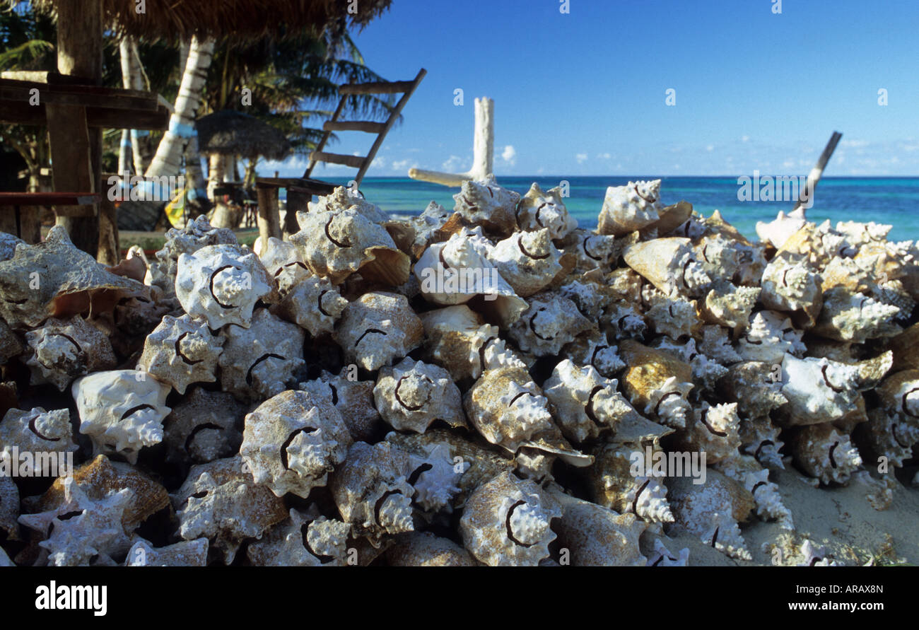 Conque cimetière, le propriétaire de restaurant plongé libre pour les attraper. Nicaragua, peu de maïs, Island Banque D'Images