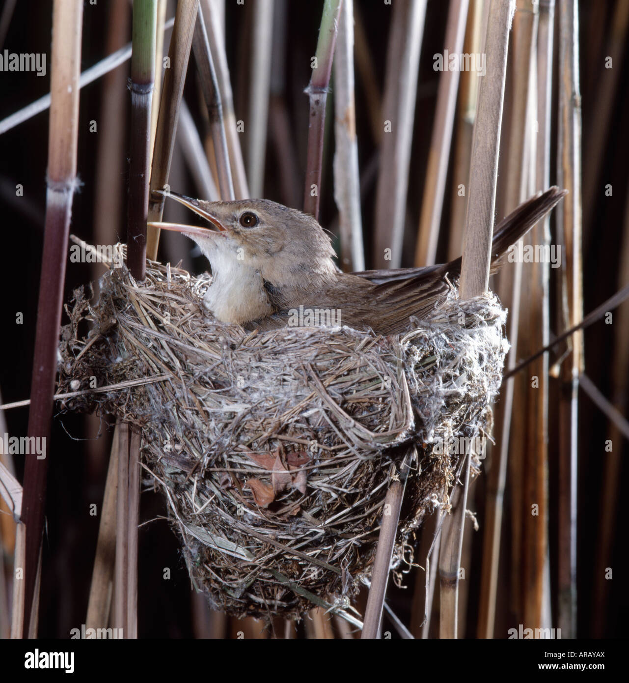 Nid Doiseau Fauvette Photos Nid Doiseau Fauvette Images
