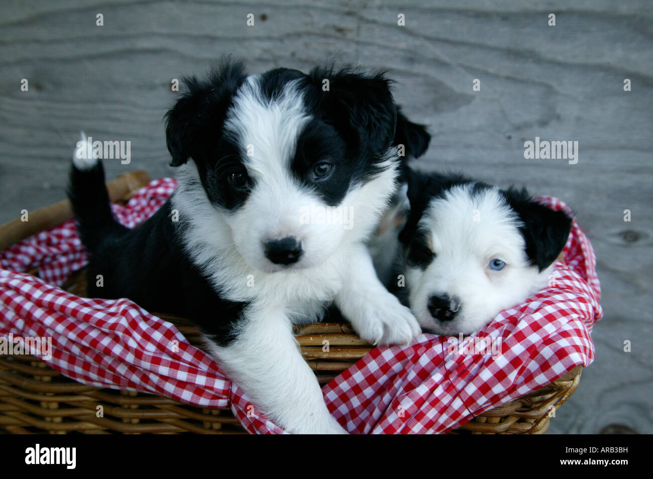 Border collie puppy farm Banque de photographies et d'images à haute  résolution - Alamy