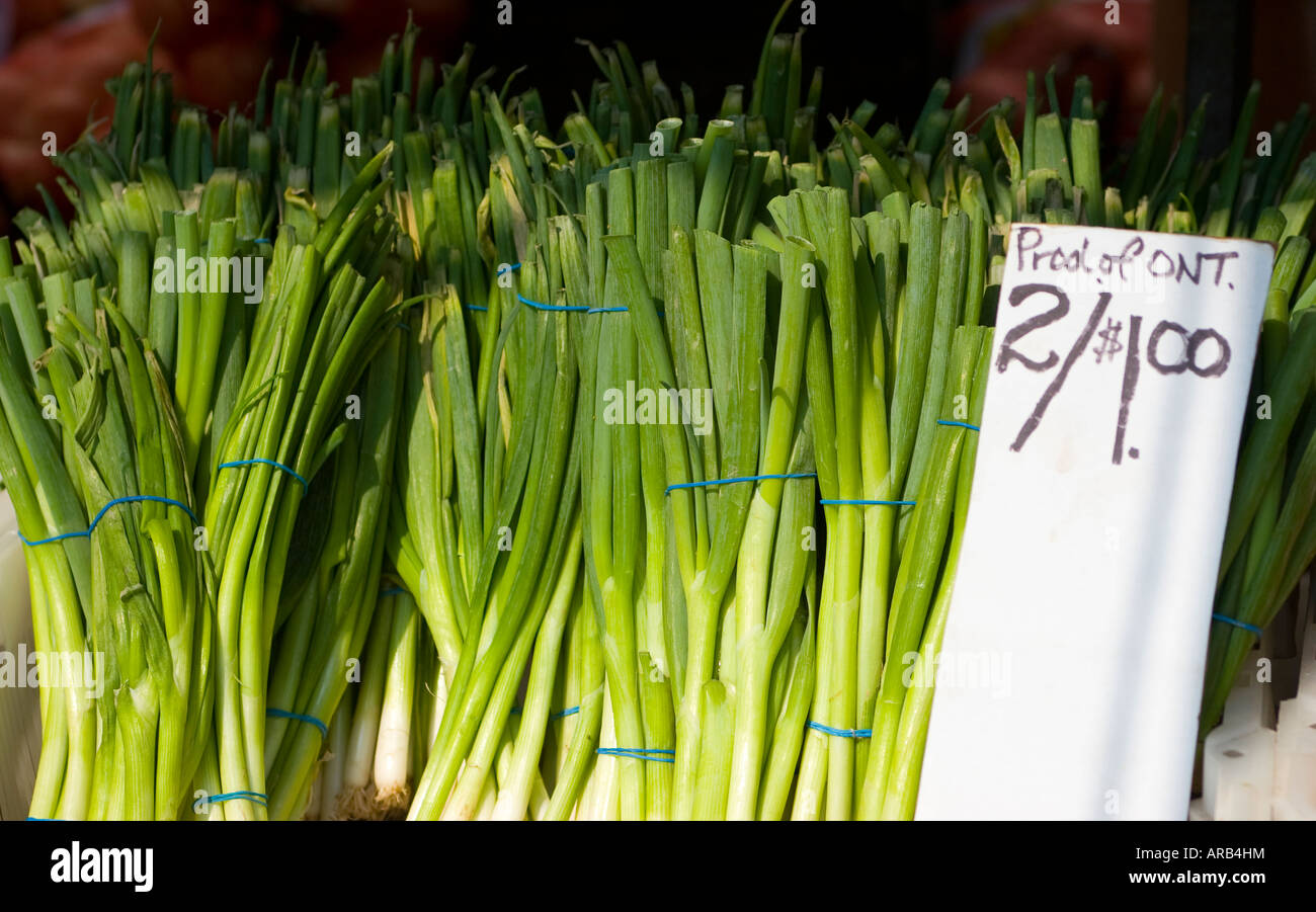 Mettre les oignons verts frais dans le panier. Marché des agriculteurs de plein air. Banque D'Images