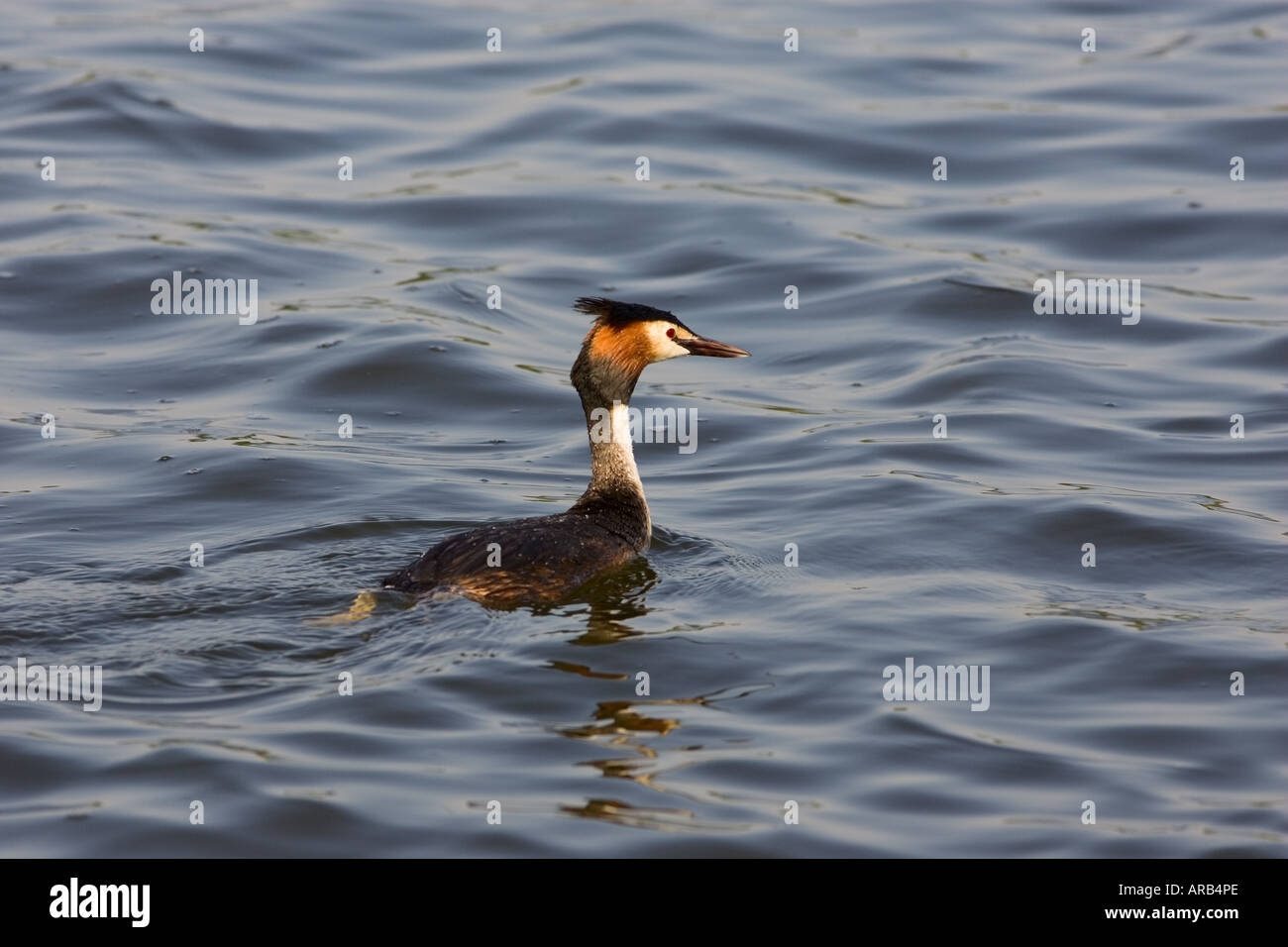 Grèbe huppé Norfolk Broads United Kingdom Banque D'Images