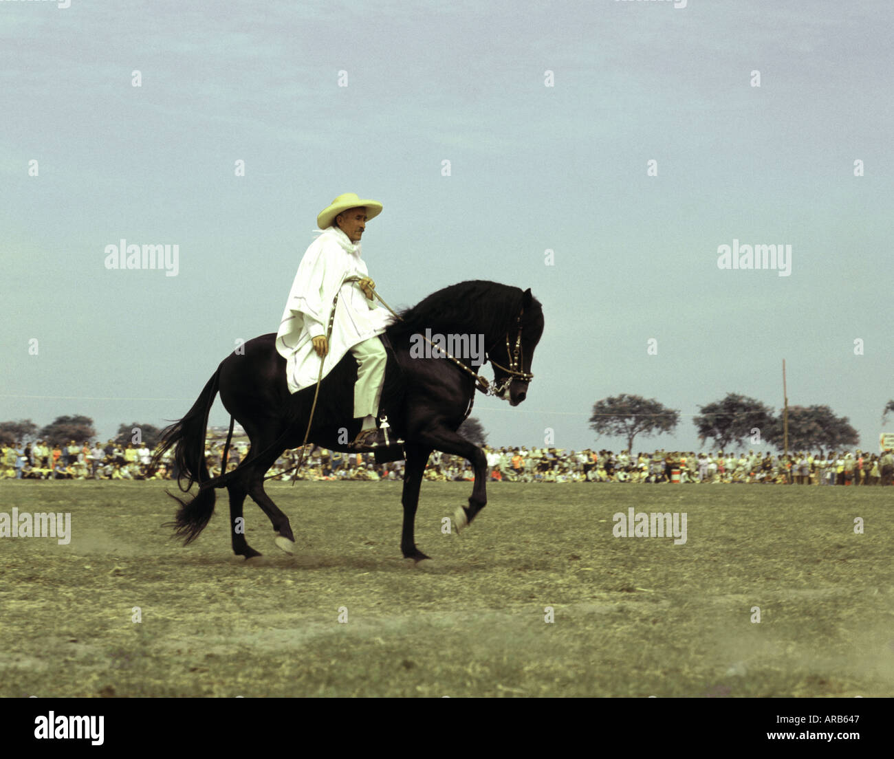 Un Caballo de Paso Péruvien le cheval et le cavalier d'effectuer gracieusement lors d'une manifestation nationale à Lima Pérou Amérique du Sud 1970 Banque D'Images