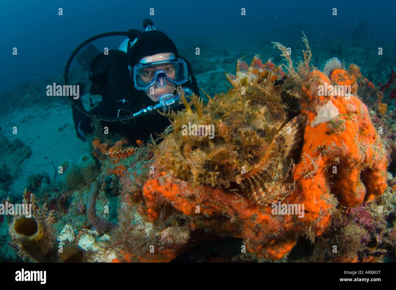Plongeur et Spotted Scorpionfish Scorpaena plumieri dans Juno Beach FL Banque D'Images