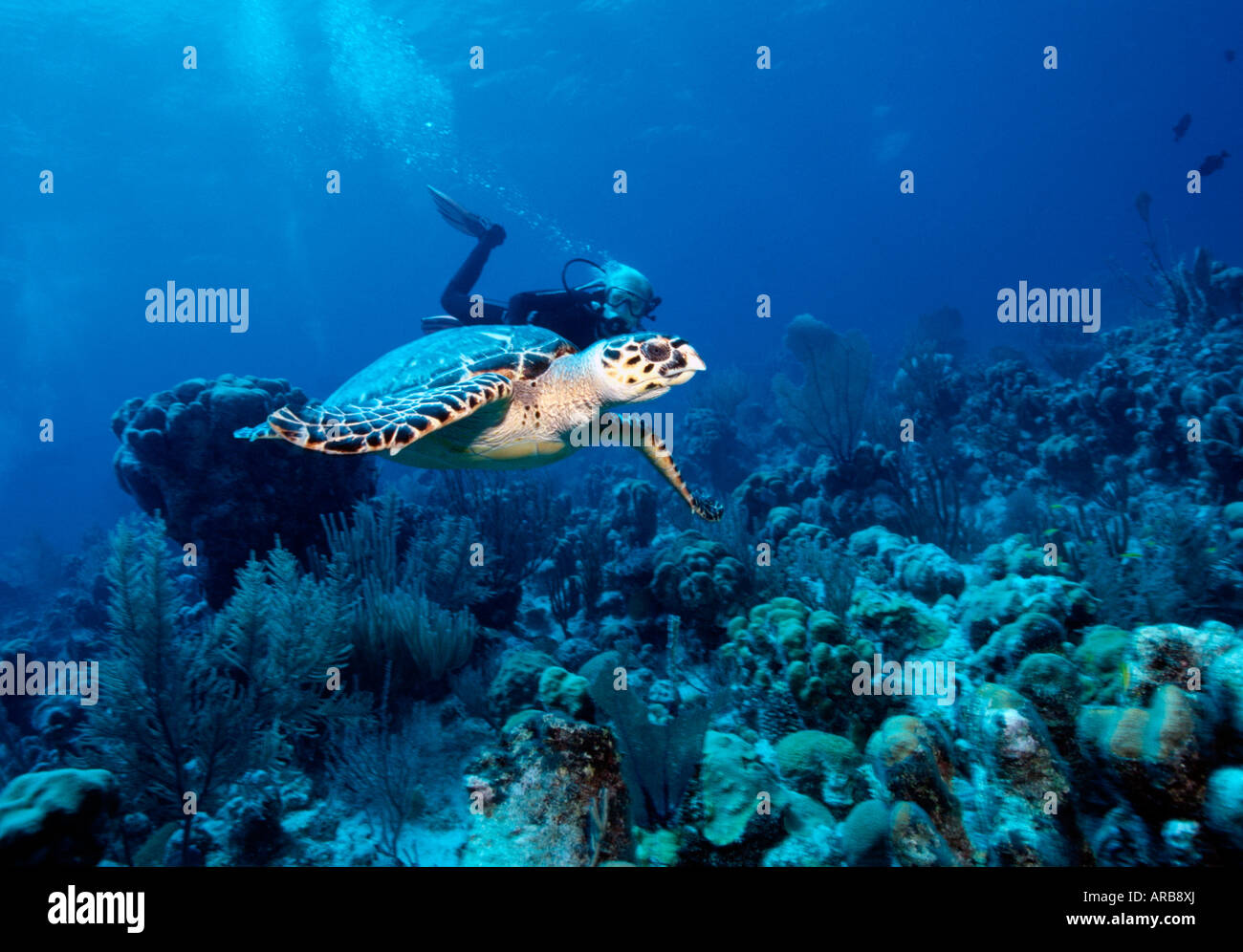 Îles Turks Caicos Providenciales femme plongeur avec tortue imbriquée à la Cathédrale divesite Banque D'Images