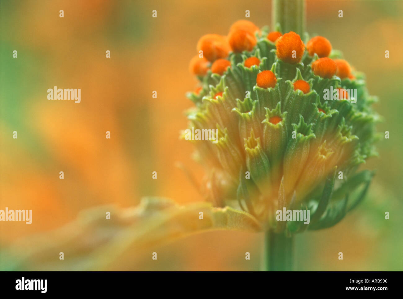 Lychnis Lychnis chalcedonica Banque D'Images