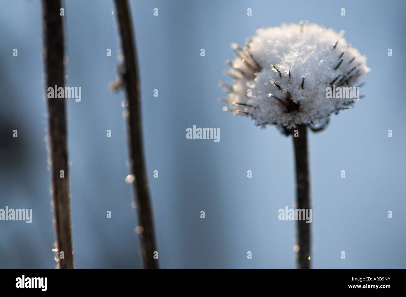 Graines Echinecea couvert de neige dans un jardin d'hiver Banque D'Images