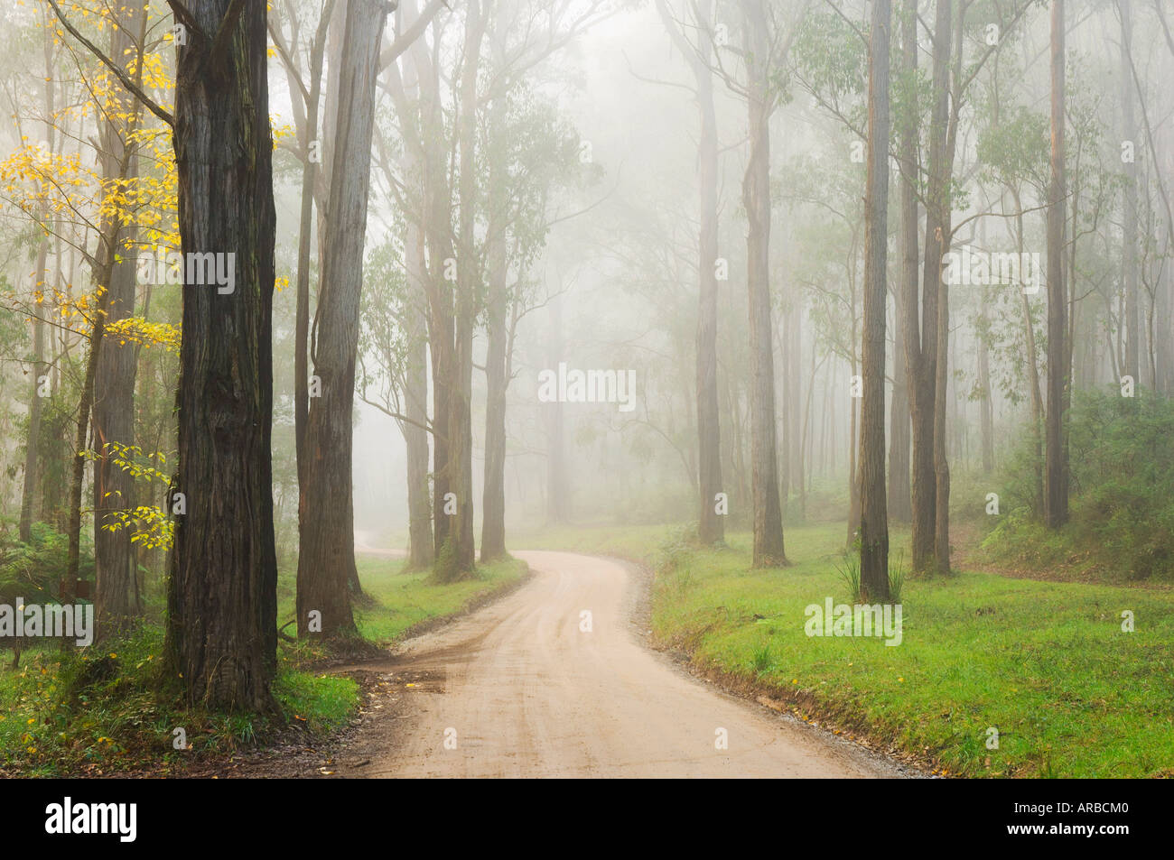 Route de campagne et Brouillard, Dandenong Ranges, Victoria, Australie Banque D'Images