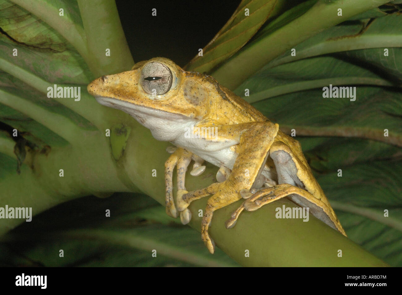 Un fichier-hibou grenouille d'arbre (polypedates otilophus) dans la forêt tropicale de Bornéo Banque D'Images