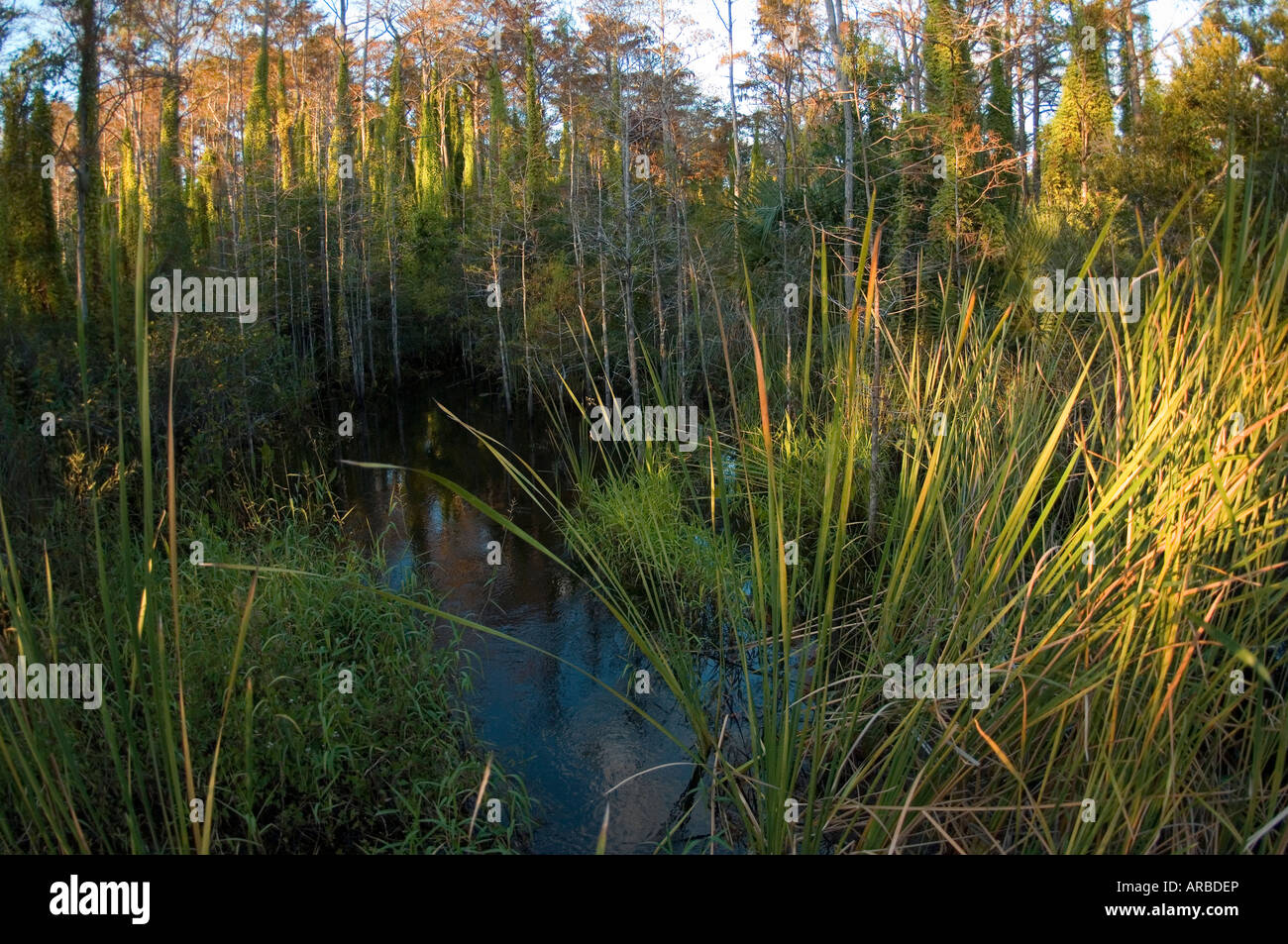 Trou dans Alligator Jonathan Dickinson State Park à Martin County FL Banque D'Images