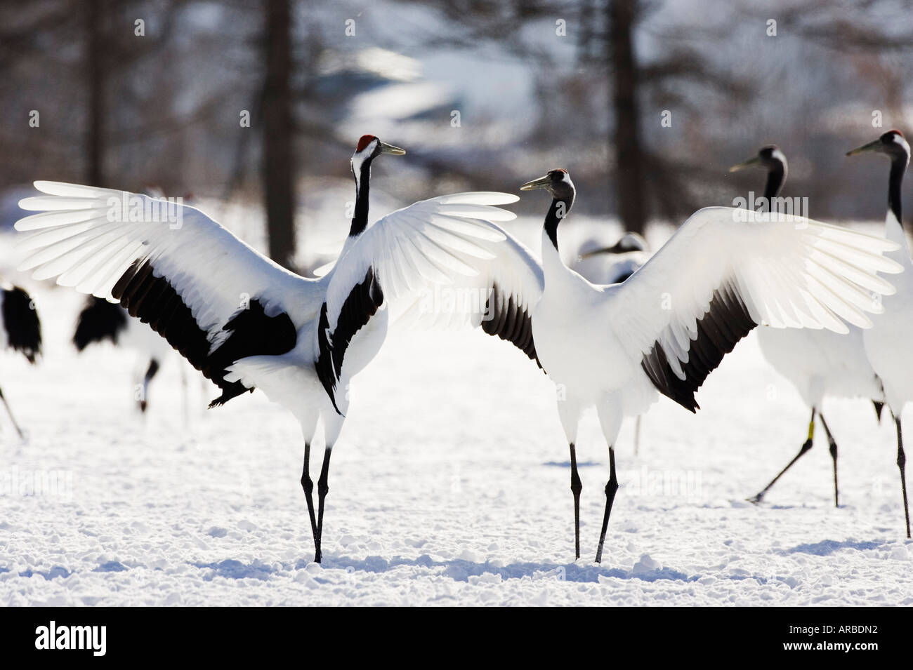 Grues à couronne rouge Affichant, Hokkaido, Japon Banque D'Images