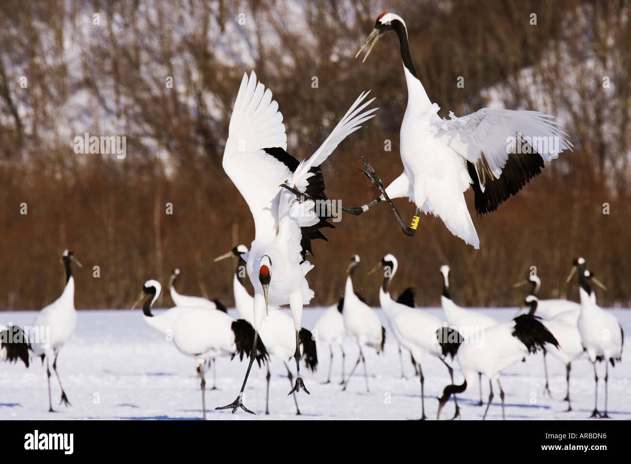 Grues à couronne rouge Affichant, Hokkaido, Japon Banque D'Images