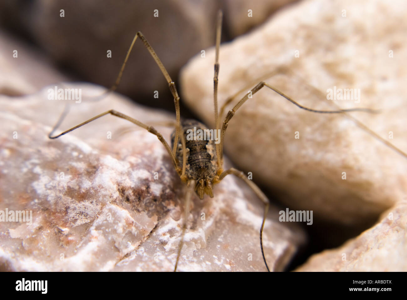 Arachnide sur pale rock Harvestman Banque D'Images