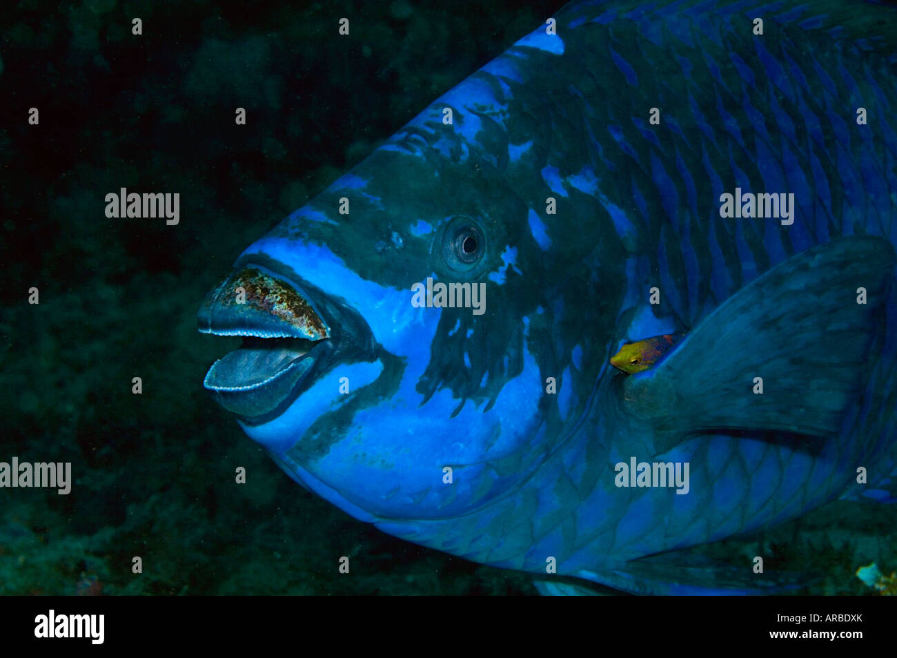 Perroquet Scarus coelestinus minuit en cours de nettoyage par les jeunes cochons espagnol Bodianus rufus dans Juno FL Banque D'Images