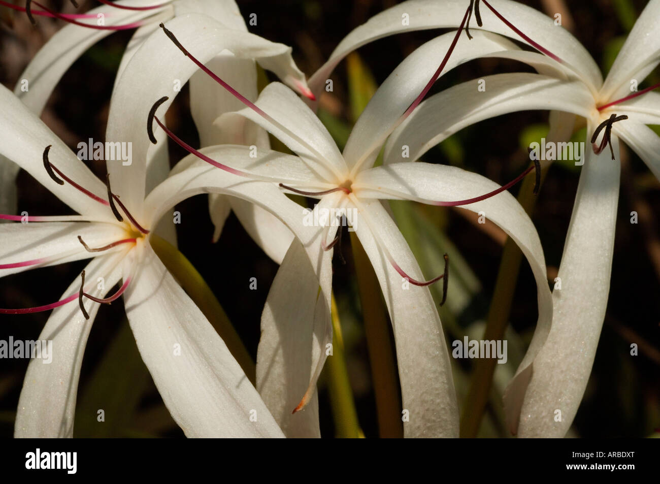 Swamp Lily Crinum americanum photographié à Jonathan Dickinson State Park à Martin County FL Banque D'Images