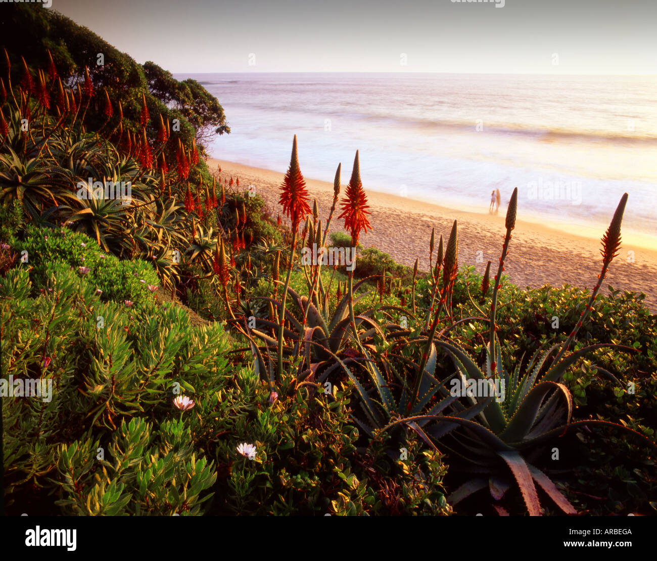 L'Aloe Vera Jardin Laguna Beach Orange County California USA Banque D'Images