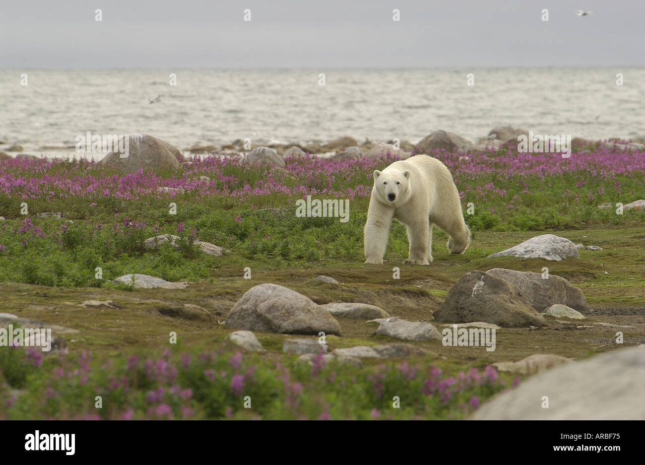 L'ours polaire se détendre sur les côtes de l'île rocheuse avec l'épilobe de toundra Banque D'Images