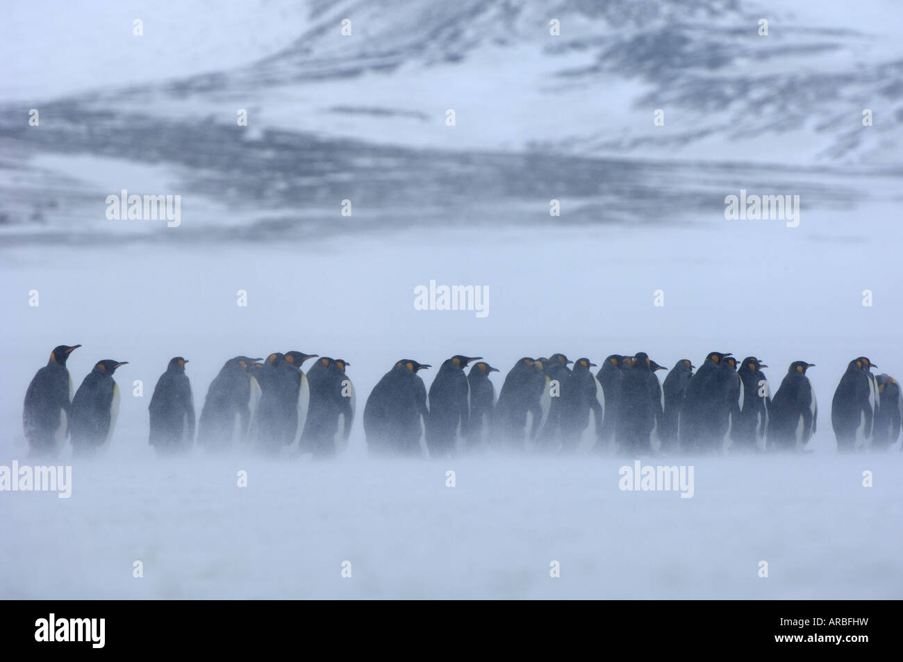 Le manchot royal Aptenodytes patagonicus Right Whale Bay Géorgie du Sud groupe en pleine tempête Banque D'Images