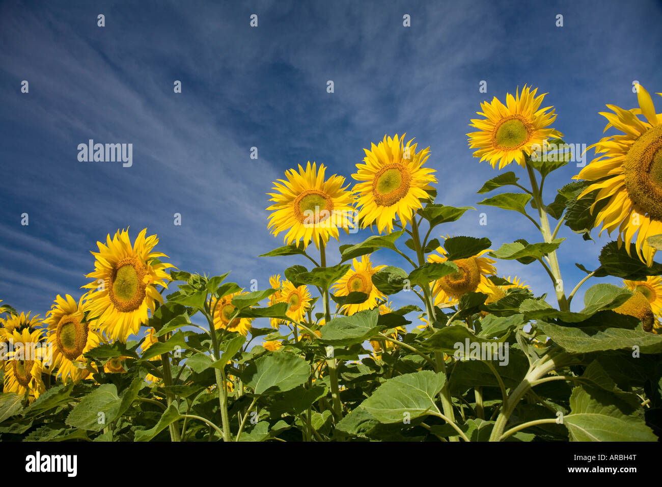 Accueil Tournesols vierges le soleil du matin, Oamaru, Nouvelle-Zélande Banque D'Images