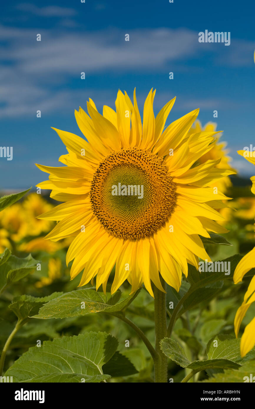 Accueil Tournesols vierges le soleil du matin, Oamaru, Nouvelle-Zélande Banque D'Images