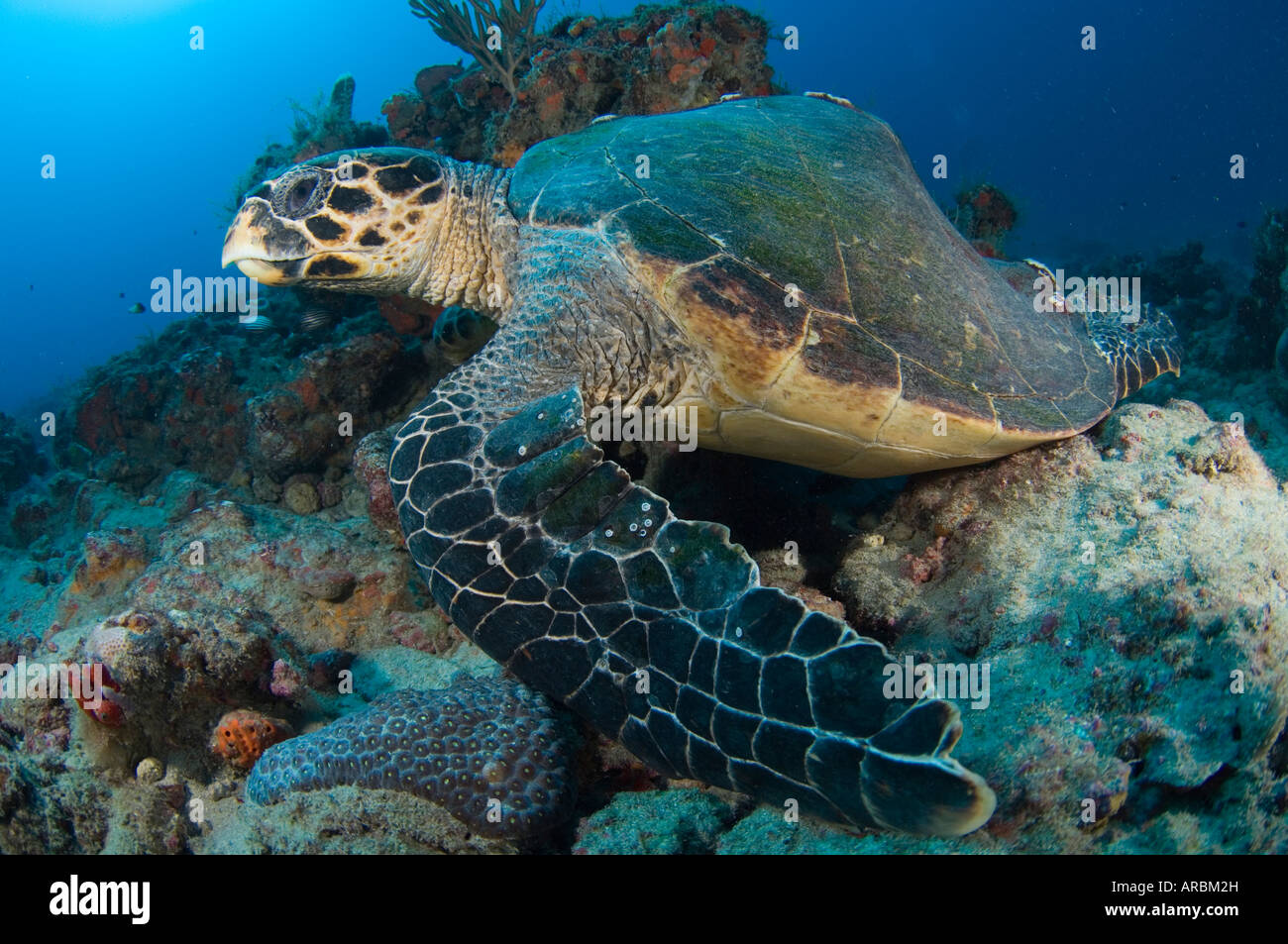 La tortue imbriquée Eretmochelys imbricata tortue de mer avec une coquille ou carapace déformée à Juno Beach FL Banque D'Images
