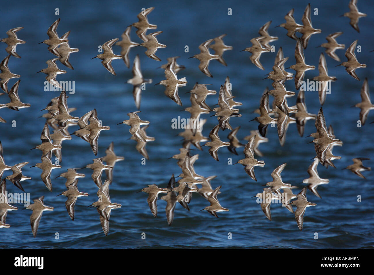 Le bécasseau variable Calidris alpina New Jersey USA winter roost Banque D'Images