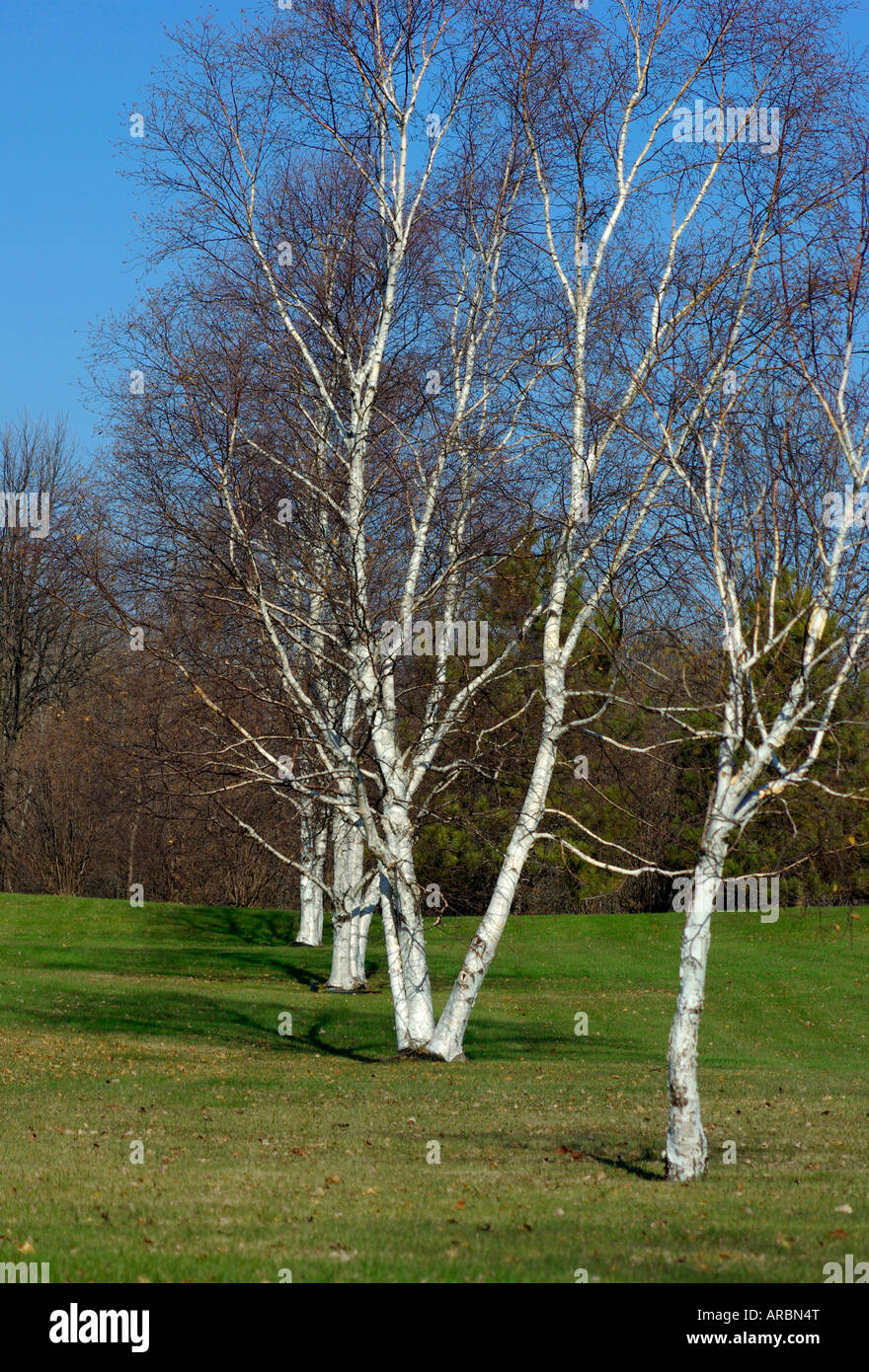 Ligne de bouleaux blancs au début de l'automne avec de l'herbe, arbres en arrière-plan, et ciel bleu Banque D'Images