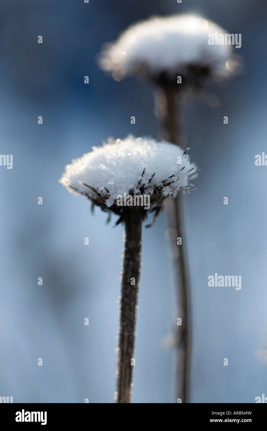 Graines Echinecea couvert de neige dans un jardin d'hiver Banque D'Images