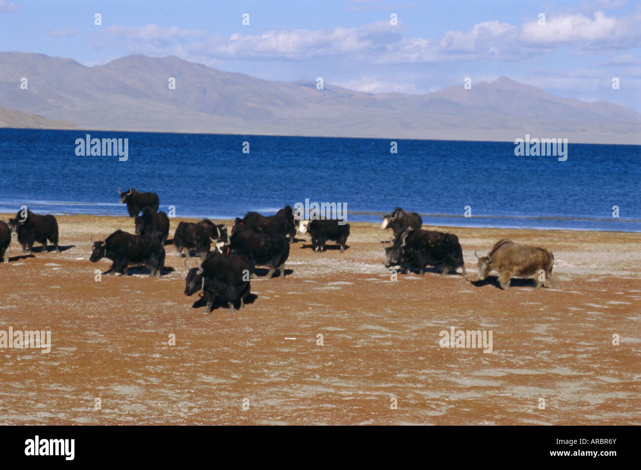 Troupeau de yack sur estran, lac sacré Manasarovar (Manasarowar), Kailas (Kailash) région, le Tibet, la Chine, l'Asie Banque D'Images