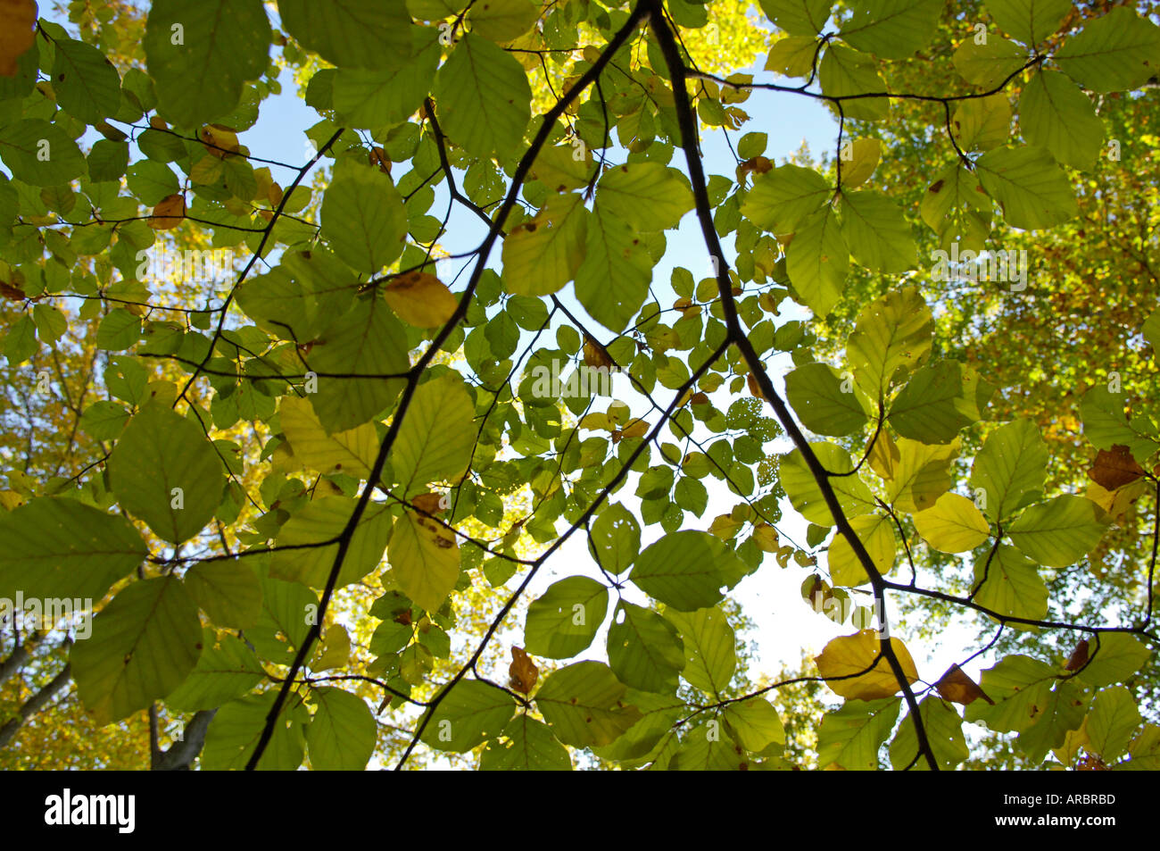 Forêt de hêtre, chêne rouge Banque D'Images