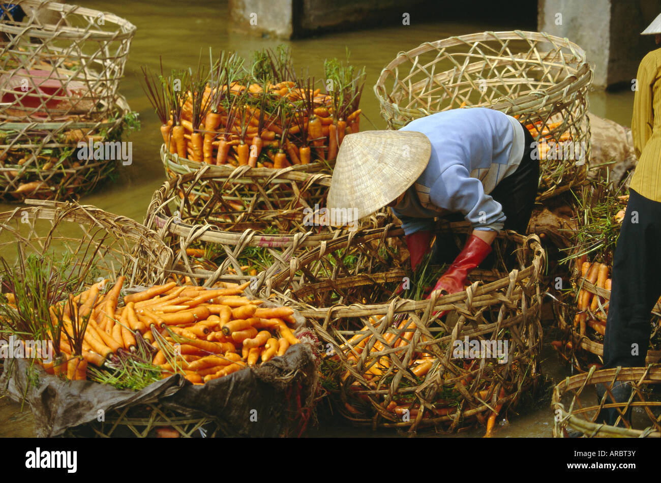 Femme lave-carottes, Dalat, hauts plateaux du centre, Vietnam, Indochine, Asie du Sud-Est, l'Asie Banque D'Images