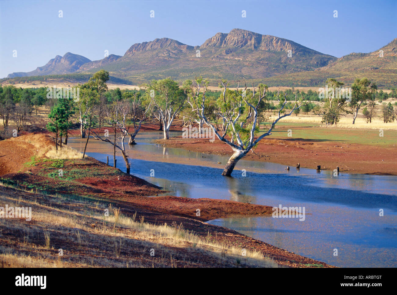 Gommiers dans un billabong, Flinders Range National Park, Australie du Sud, Australie Banque D'Images