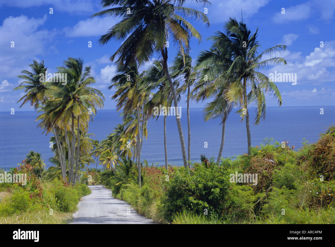 Route bordée de palmiers à Bethsabée, Barbade, Antilles, Caraïbes, Amérique Centrale Banque D'Images