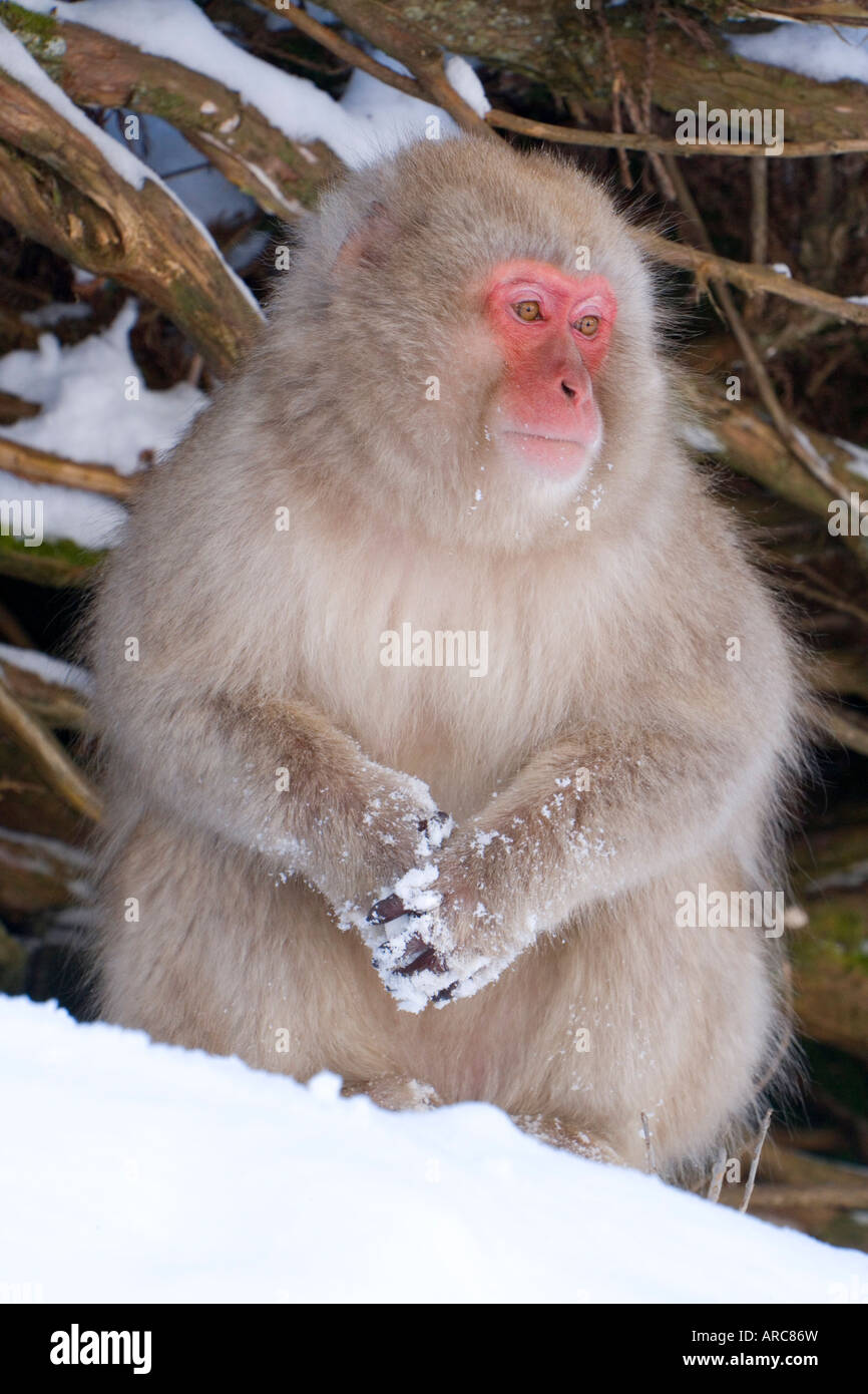 Macaque japonais (Macaca fuscata) (snow monkey), Parc National de Joshin-etsu, Honshu, Japon, Asie Banque D'Images