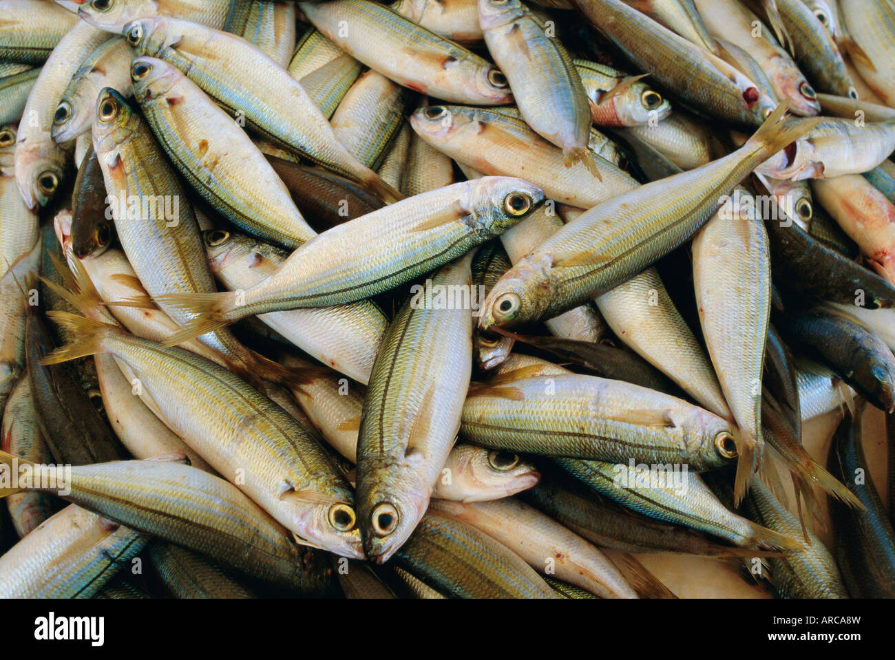 Close up de poisson dans le marché, Mykonos, Cyclades, Grèce, Europe Banque D'Images