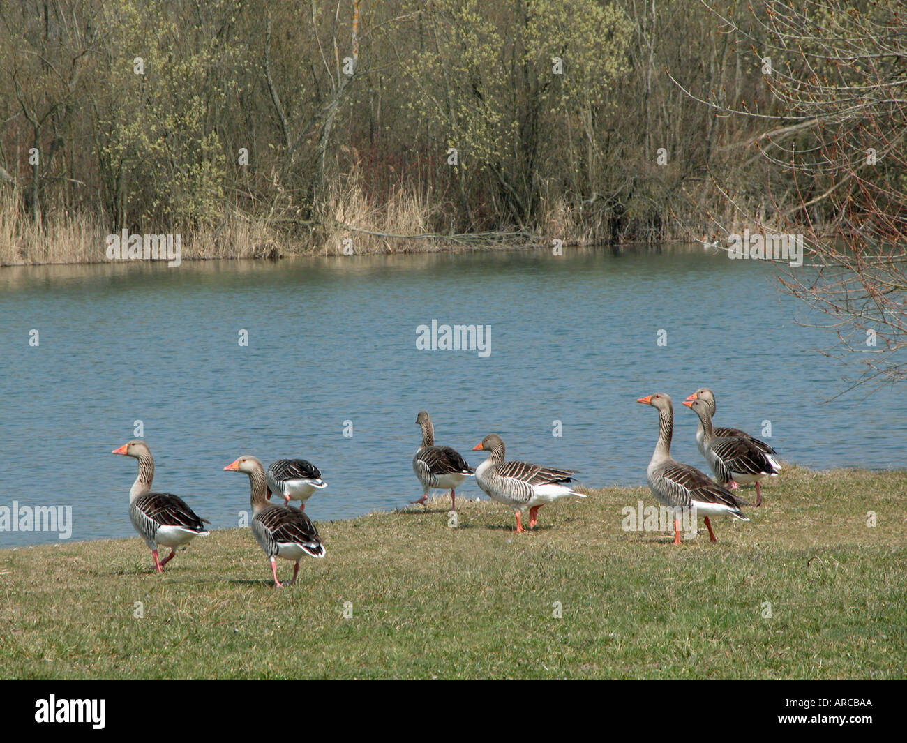Wild Geese goose à terre au début du printemps au bord de l'eau de l'étang temps river riverside beaucoup de lots Banque D'Images