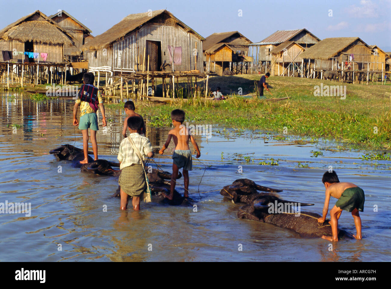 Les enfants équitation les buffles d'eau, lac Inle, Myanmar, en Asie Banque D'Images