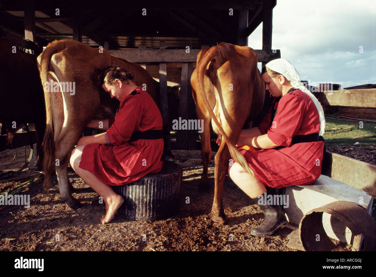 Filles Mennonite traditionnelles vaches miling, Camp 9, chantier, Belize, Amérique Centrale Banque D'Images