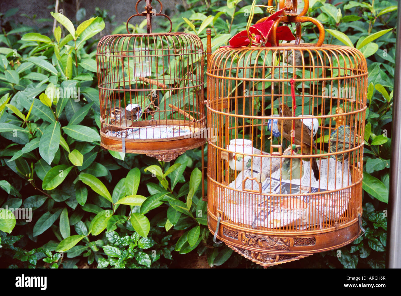 Des oiseaux en cage, Yuen Po Street Bird Garden, Mong Kok, Kowloon, Hong Kong, Chine, Asie Banque D'Images