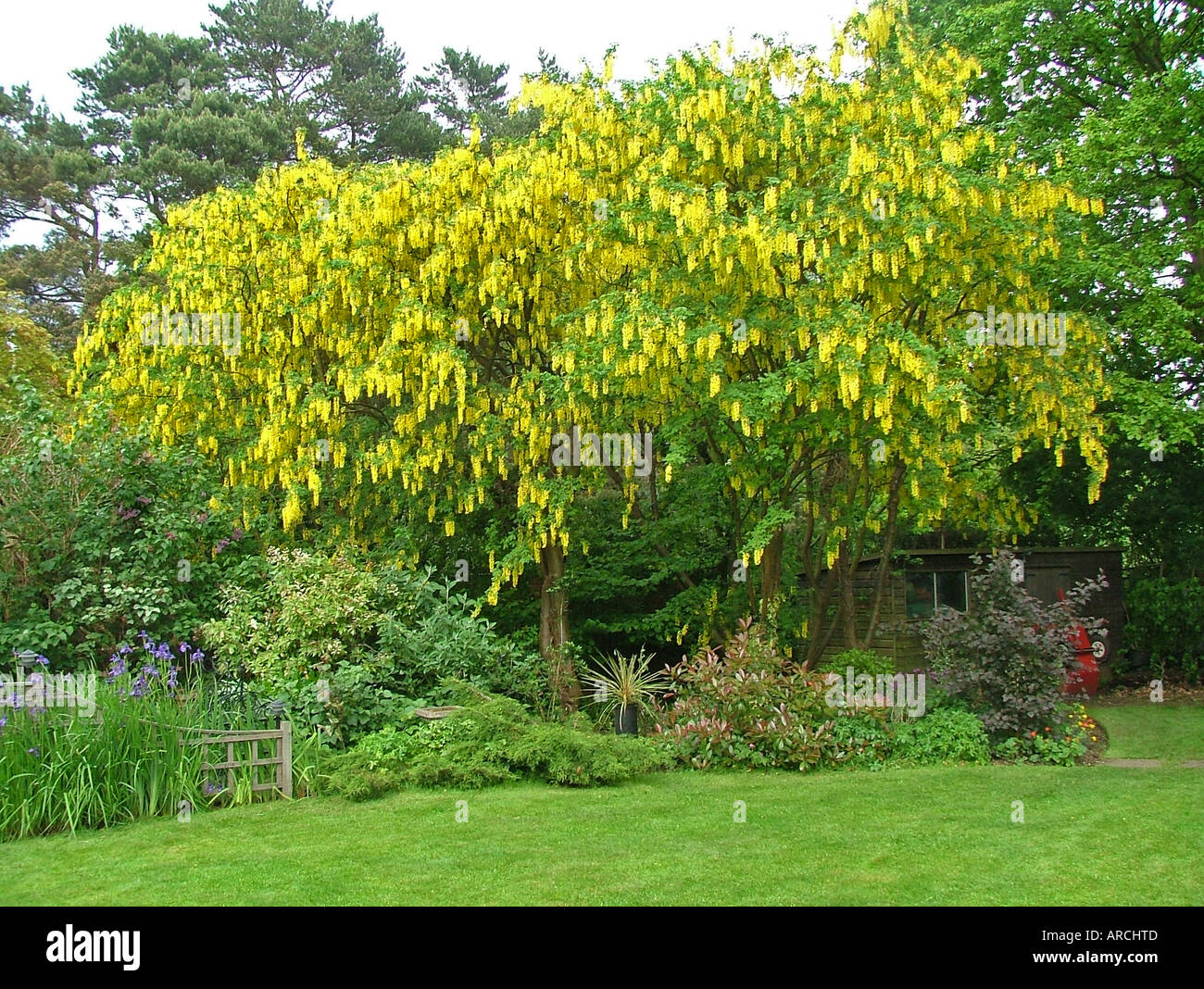 Arbre Laburnum en pleine floraison (Leguminosae) Banque D'Images