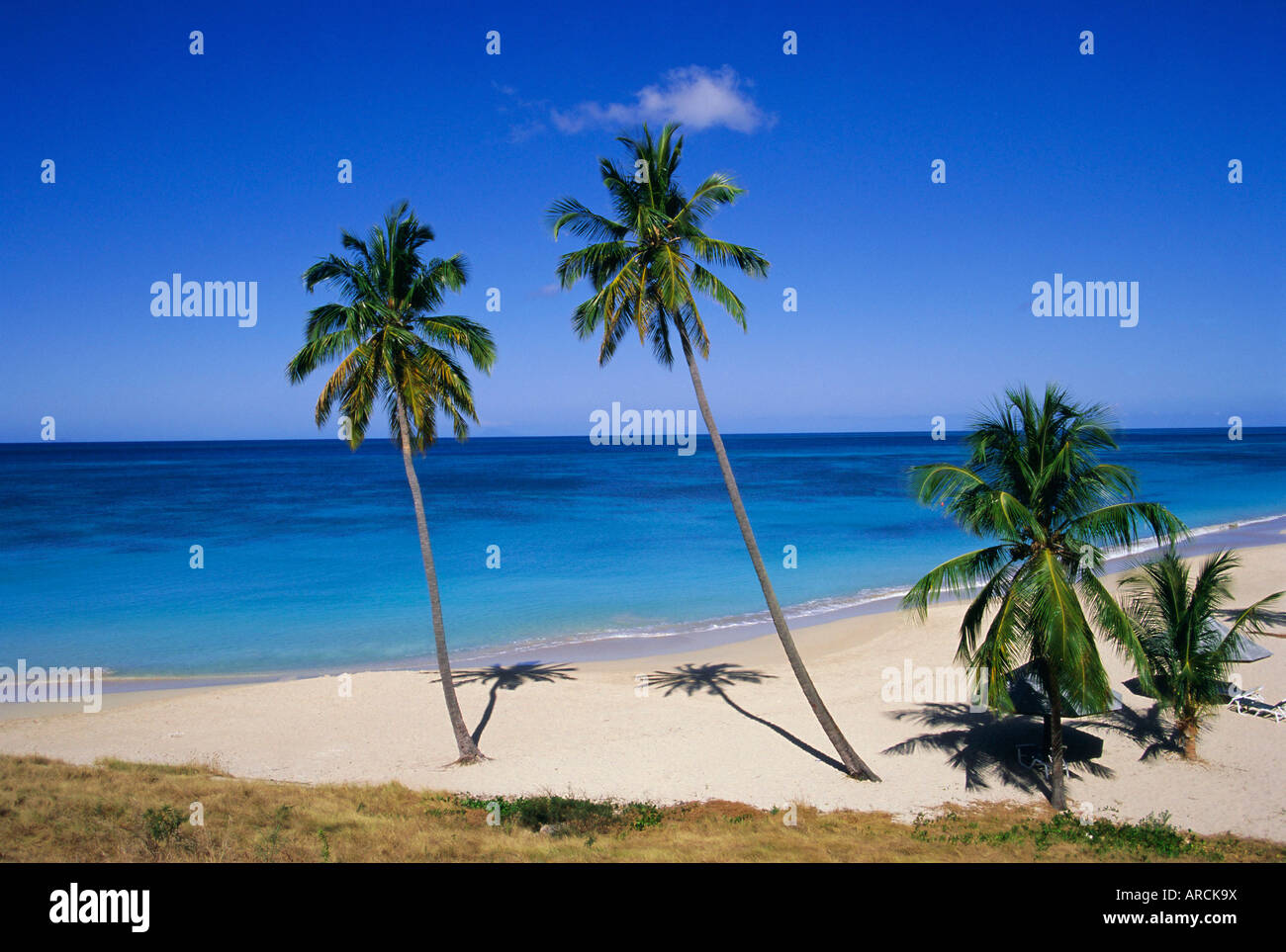 Palmiers sur la plage, Antigua, Caraïbes, Antilles, Amérique Centrale Banque D'Images