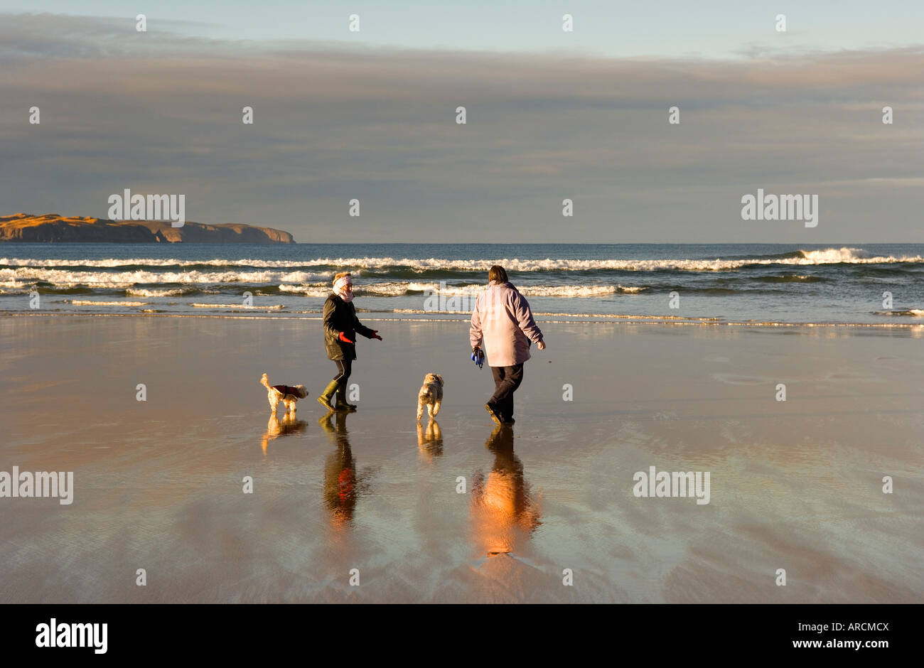 Promenade de chiens sur la plage Banque D'Images