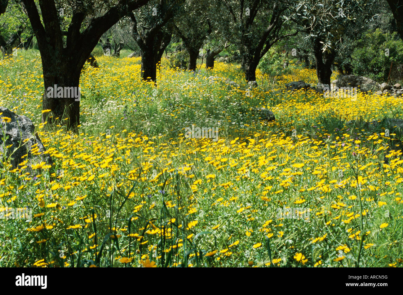 Fleurs sauvages dans oliveraie, Lesbos Mytilène (île), Grèce, Europe Banque D'Images