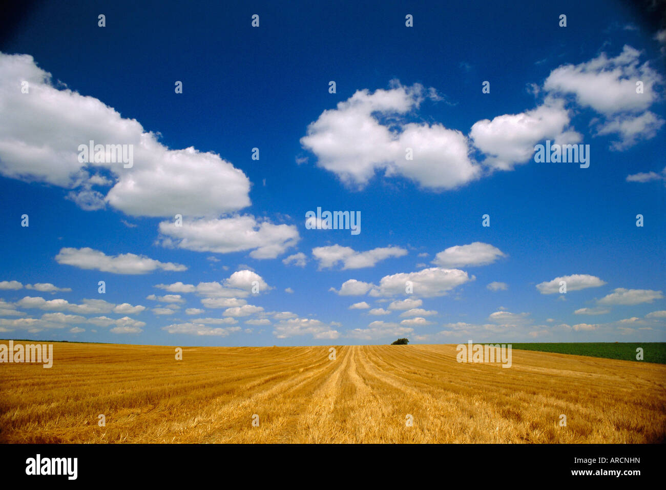 Paysage près de Hondschoote, Flandre, Nord Pas de Calais, France, Europe Banque D'Images