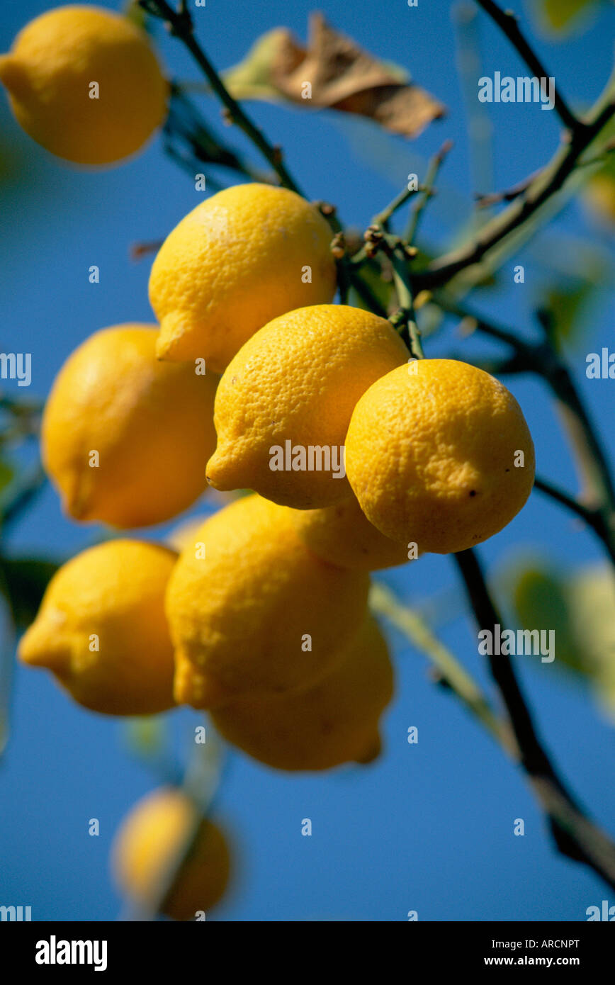 Close-up de citrons sur l'arbre, Espagne Banque D'Images