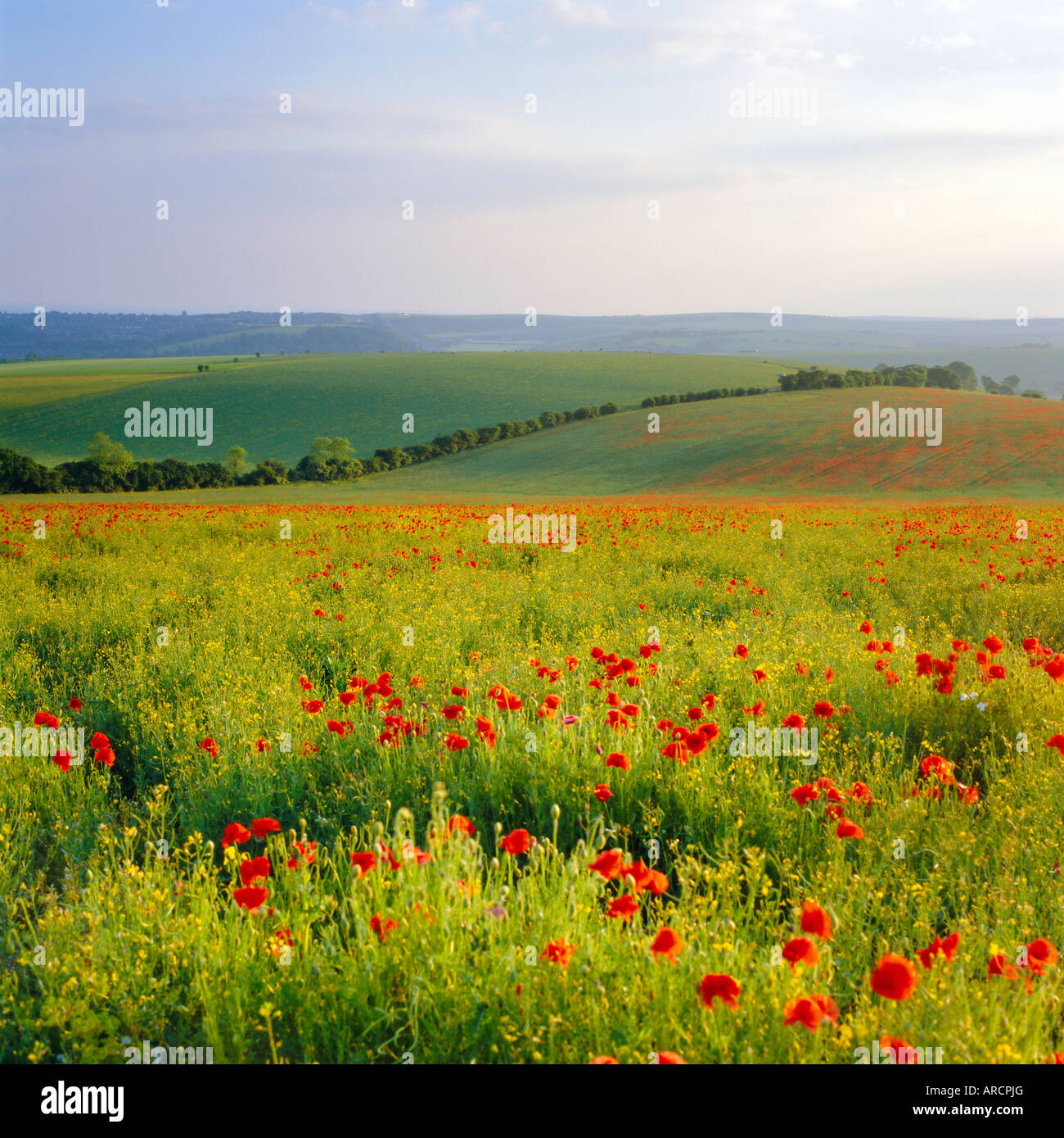 Coquelicots sur les South Downs, Sussex, Angleterre Banque D'Images