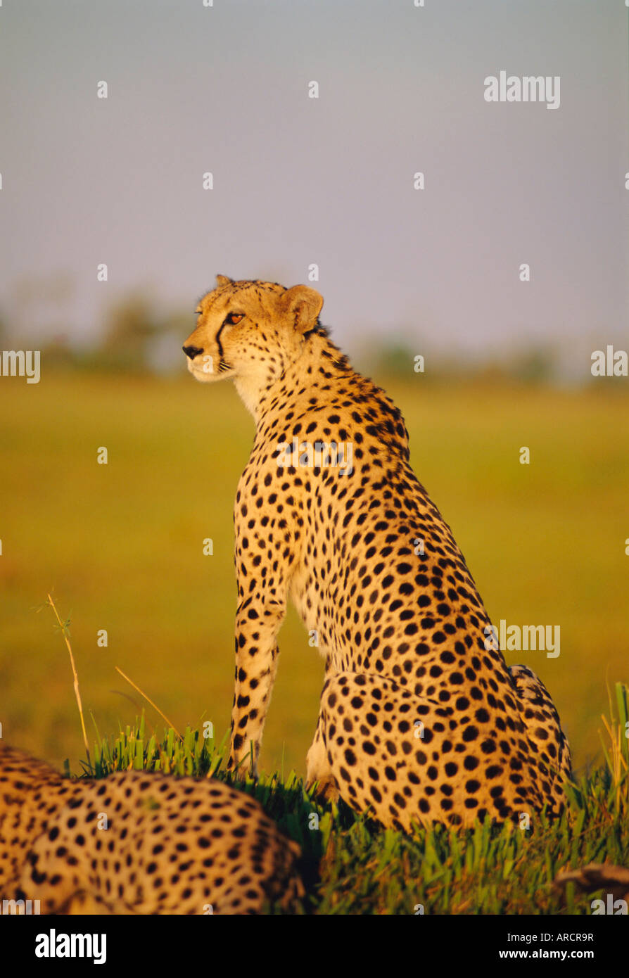 Le Guépard (Acinonyx jubatus), Okavango Delta, Botswana, Africa Banque D'Images