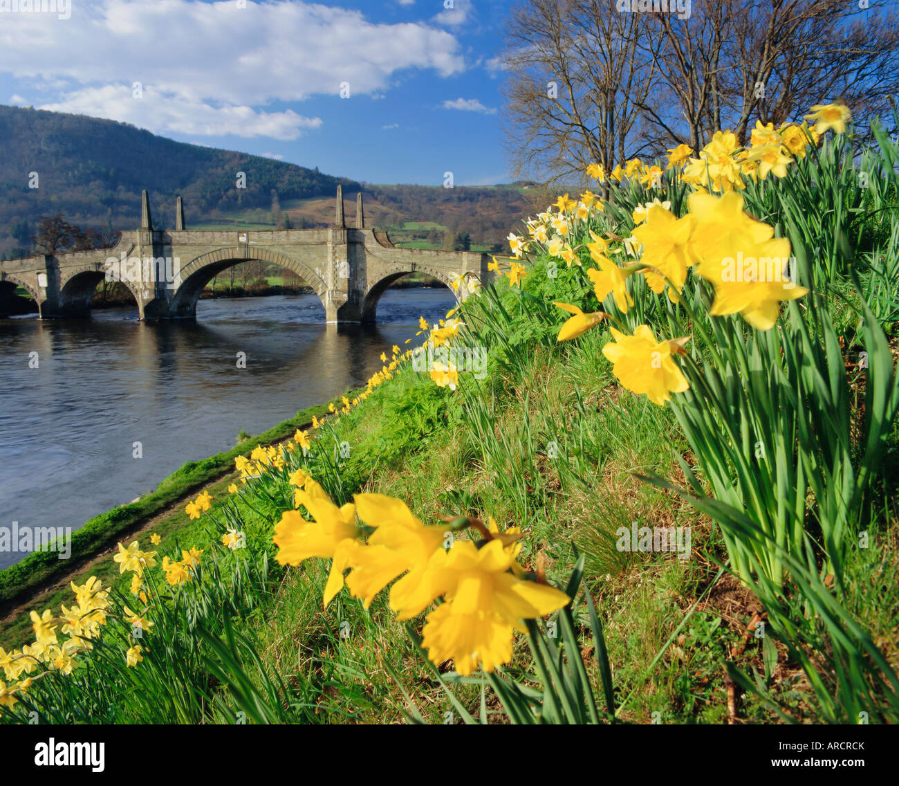 Les jonquilles par la rivière Tay et Wade's Bridge, Aberfeldy, Perthshire, Écosse, Royaume-Uni, Europe Banque D'Images
