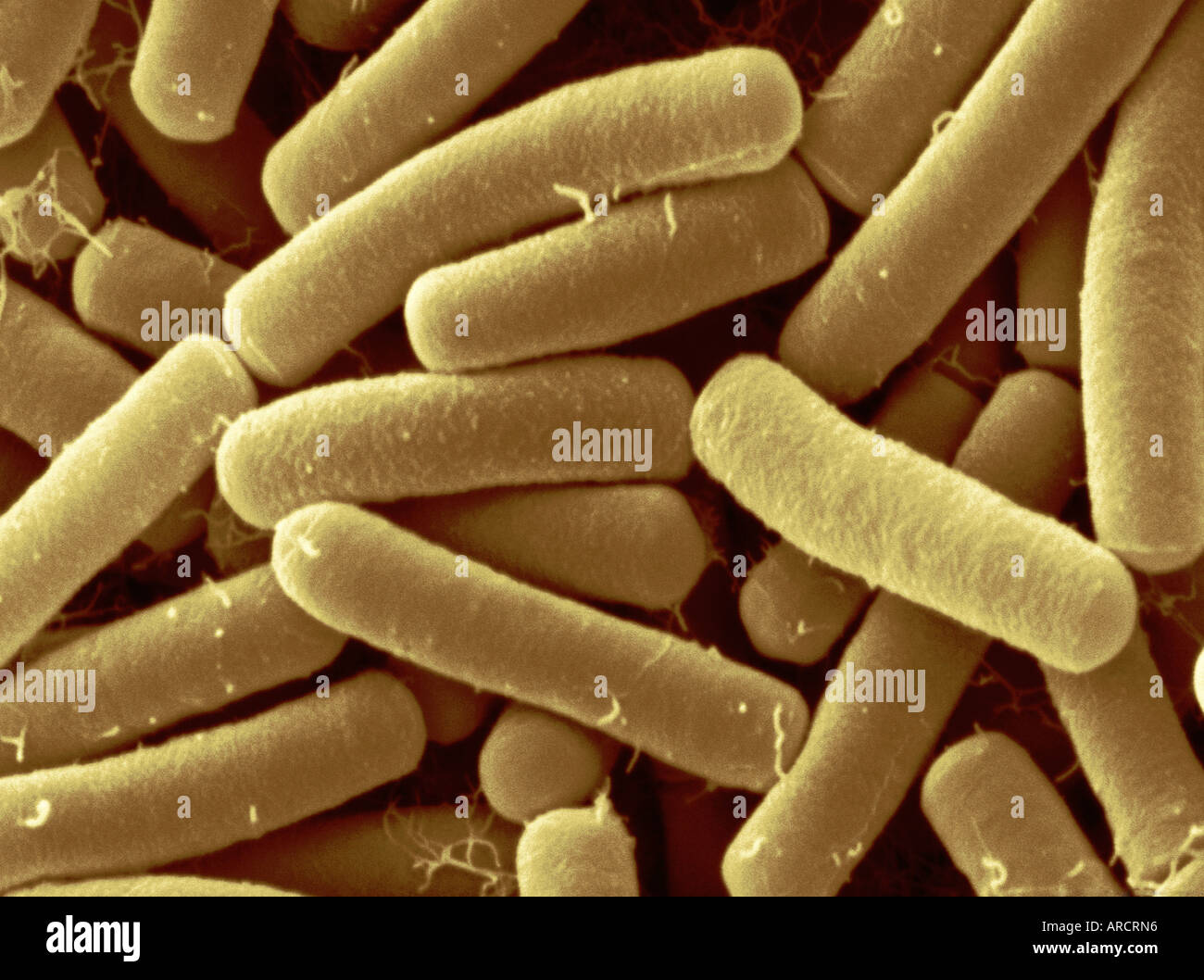 Bacillus thuringiensis plant Banque de photographies et d’images à haute résolution Alamy
