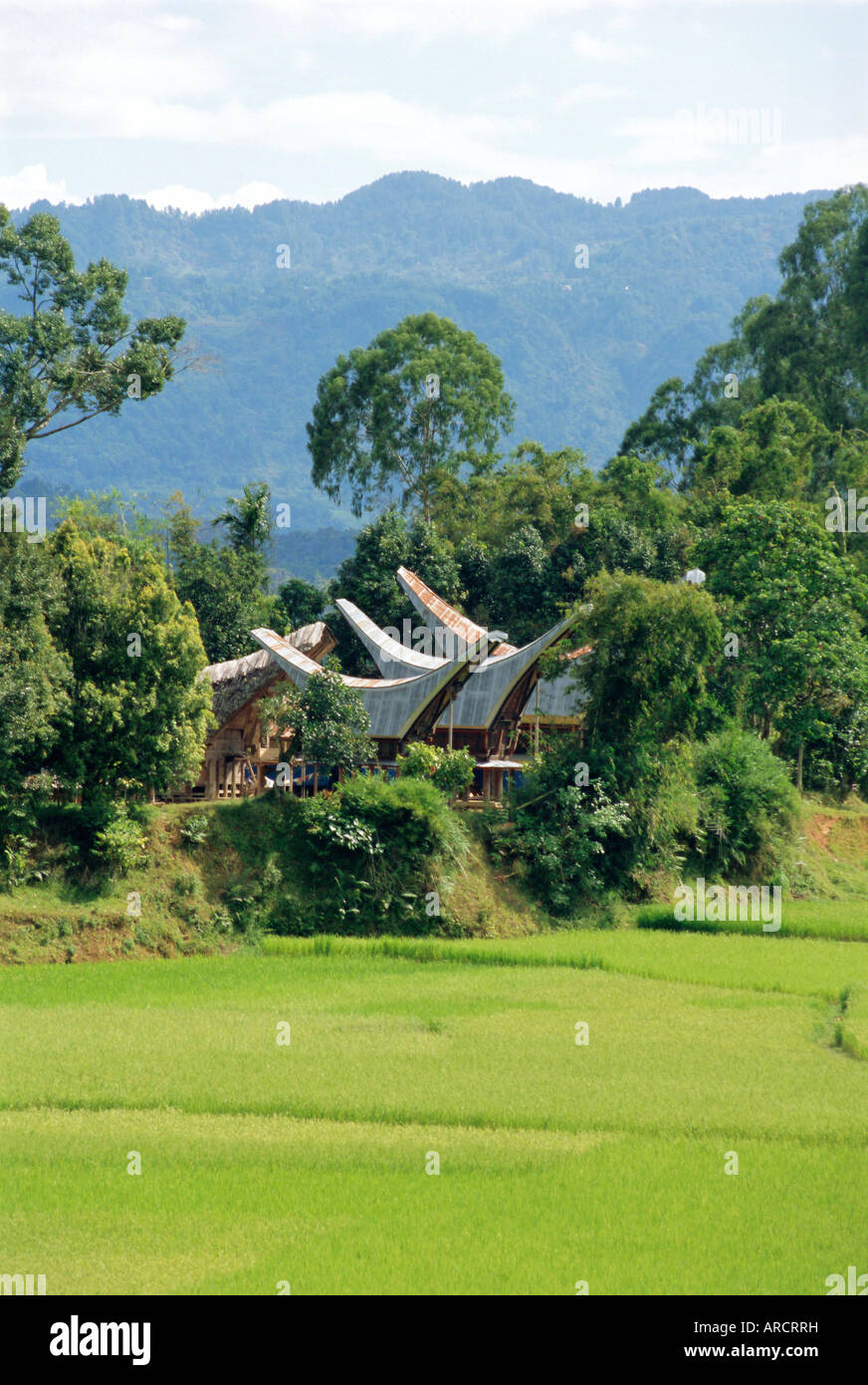 Maisons près de la plus haute montagne de Toraja, salon, Toraja de Sulawesi, Indonésie Banque D'Images