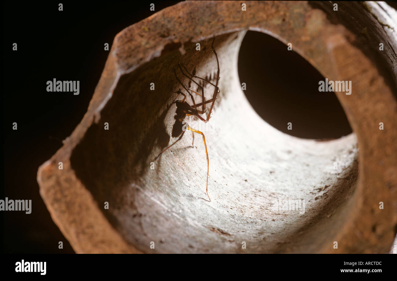 Araignée commune de maison Parasteatoda tepidariorum Banque D'Images